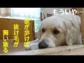 換毛期の季節はお決まりのイタズラをされる英国ゴールデンレトリバーギンちゃん(2歳)