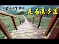 阿里山國家公園~太和花石溪步道  巃仔尾茶園步道