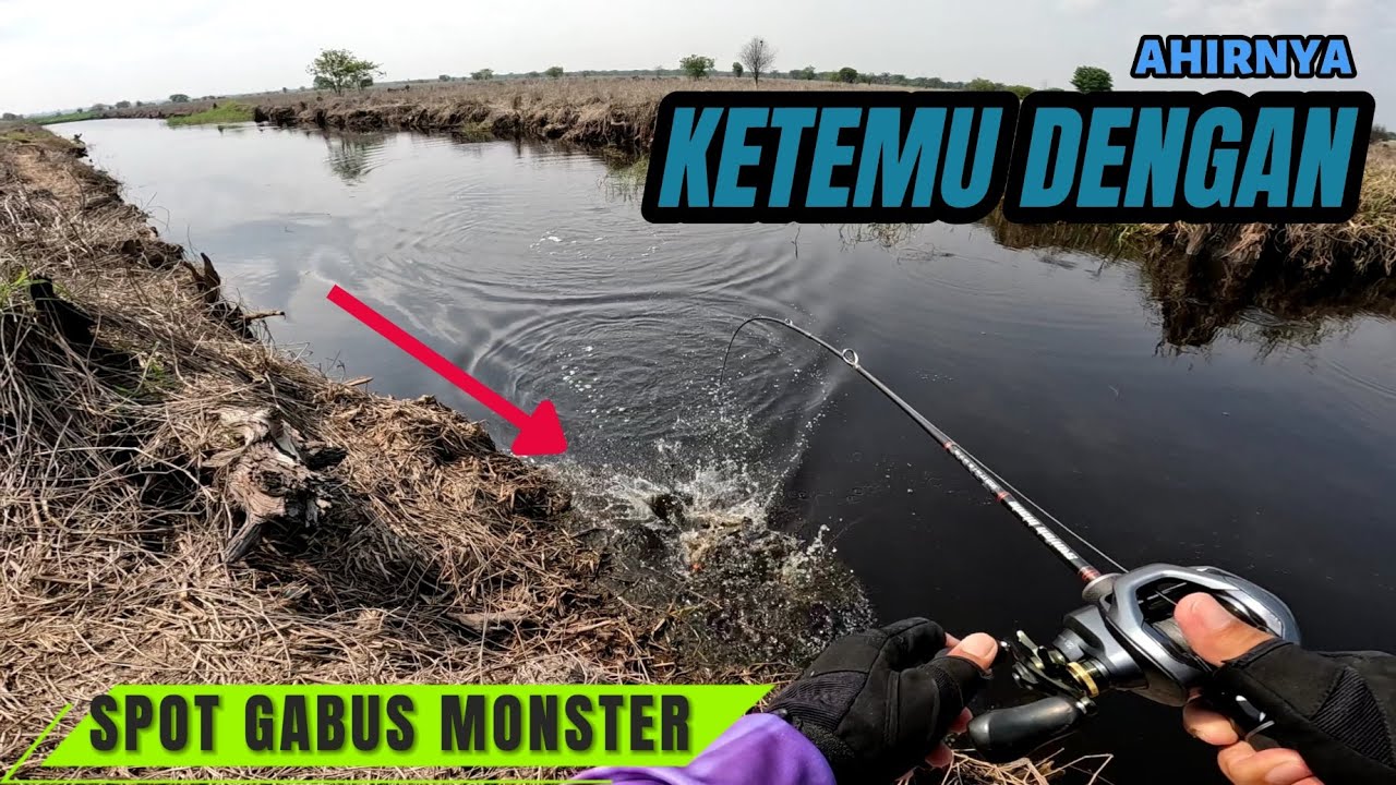 TRIP SINGKAT JUM'AT BERKAH KEMBALI KE SPOT GABUS MONSTER PENGHUNI PARIT PERKEBUNAN KELAPA SAWIT