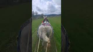 Uzivanje u voznju konja u kolima#horse#konj#kola#selo#livada