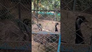 ostrich zoo #ostrichbird #birds #minecraft #minivlog #true #zoo