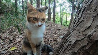 父と仲良くする姉猫を木の陰から嫉妬深い目で見る妹猫