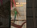 She almost fell! 🤣 #goofyvoices #memes #funnybirds