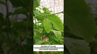 Tropikal Bitkilerimize Sisleme Uygulaması.