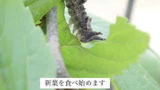 オオムラサキ（幼虫） 必見！オオムラサキ幼虫、越冬からお目覚め sasakia charonda - YouTube