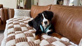 Gooby Comfort X One Dog Harness Review | Best Escape-Free, Choke-Free Harness