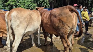 17 JUTA🔥HAMIL TUA 8 BULAN & NYUSONI HARGA MURAH | Pasar Tuban