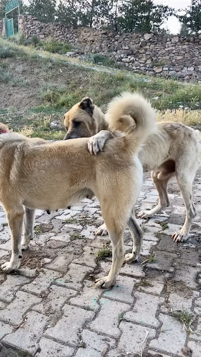 KİNG BABAYARO #kangal #dog #dogs #cat #animals #puppy #alabai #nature #wolf #bear #wildlife #bigdog