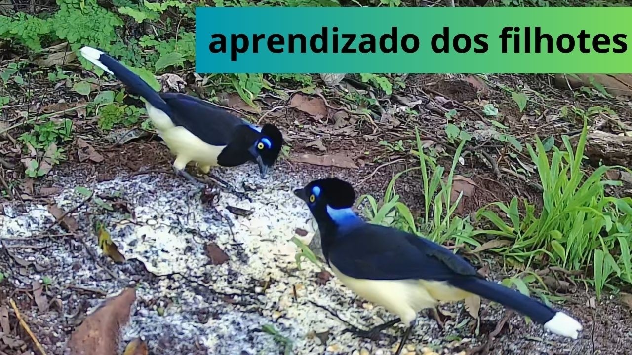 filhotes aprendem tudo com os pais