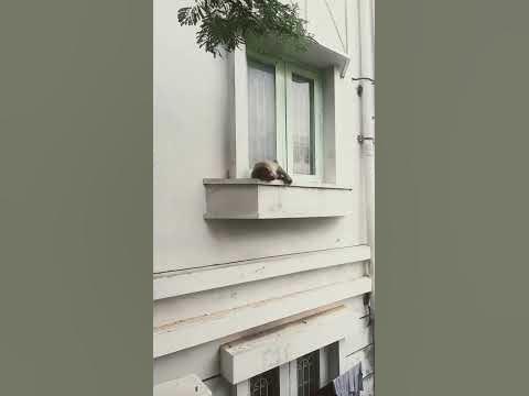Обезьяна спит - YouTube