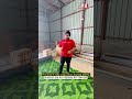 Itni Sasti Unique Pattern Grass Sirf ₹85 Only ! Day 2 Of Unique Grass Series 🔥