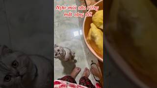 Sao nó mê sầu riêng dữ zạy. Đúng là con trai của ta😄#cat#funny#durian