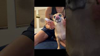 Brush your teeth. Primo already did 😂