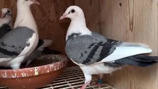 Andreas Drapa colour pigeons Best kittel bloodlines 
