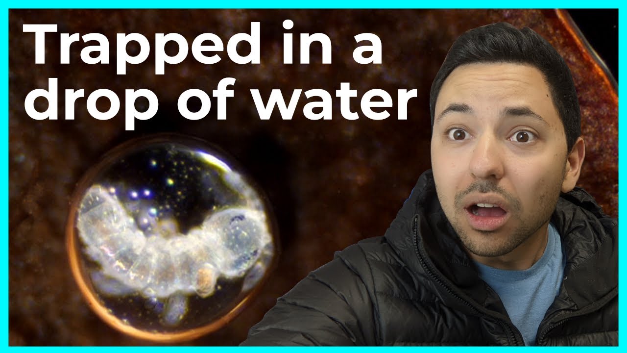 Most Common Animals You've Never Seen  -- Welcome to the Micro Safari