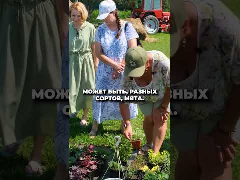 МК Контейнерное ОЗЕЛЕНЕНИЕ