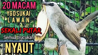 20 MACAM SUARA YG DI SUKAI LAWAN ‼️ SEKALI PUTAR SEMUA TRUCUKAN NYAUT EMOSI NAIK NGROPEL Seketika ‼️