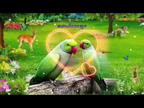 ரெட்டகிளி ரெட்டகிளி