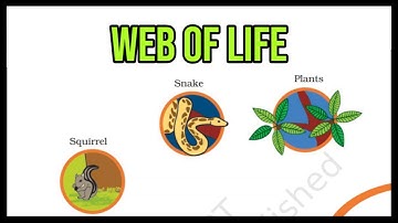 Web Of Life || Class 3 || Chapter 24 || EVS || NCERT || CBSE