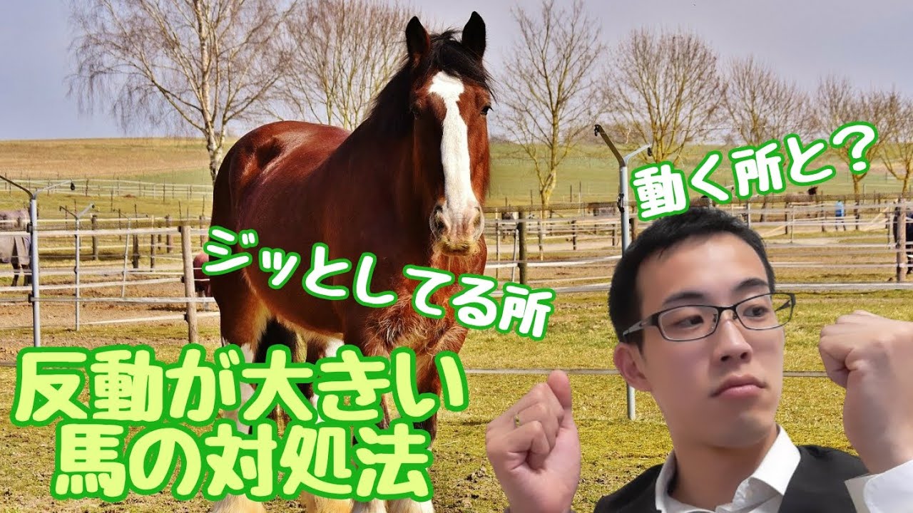反動が大きい馬に乗る時の、考え方と対処法