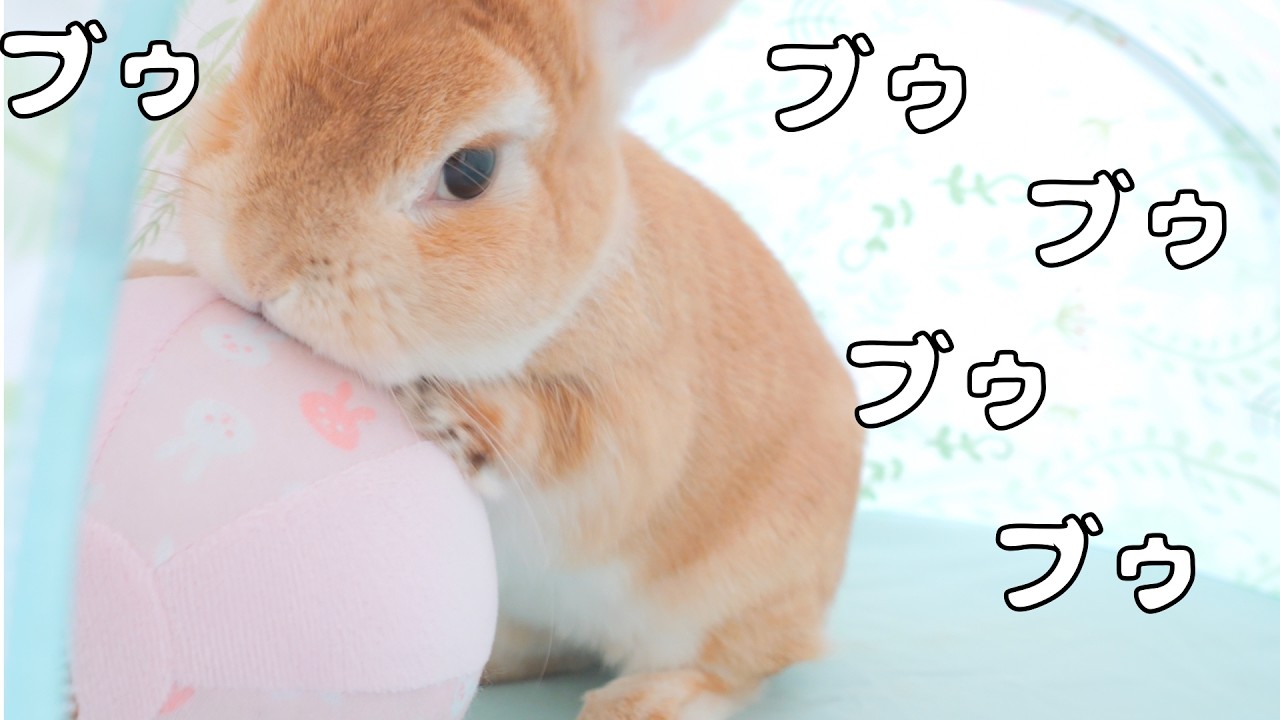 I gave my rabbit a ball so he wouldn't feel lonely, and heard his