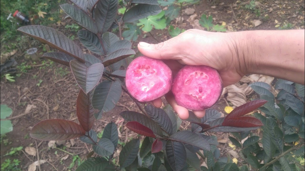 木瓜合理施肥 Youtube