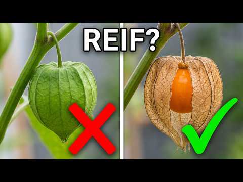 When Physalis are actually ripe to harvest and how to ripen them off the vine!