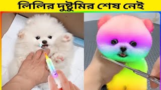 Cute And Funny Dog moments  | লিলির দুষ্টুমি | Part 3 by Askoholic Shorts বাংলা 40,572 views 3 months ago 6 minutes, 30 seconds