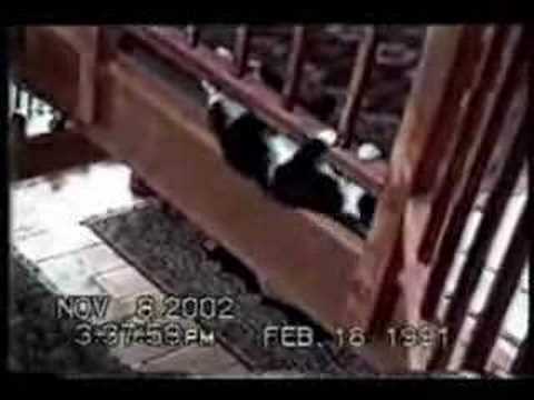 Cute cat compilation