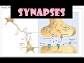Understanding Synapses