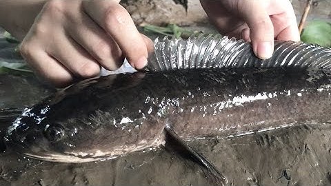 CÁC LOẠI CÁ NƯỚC MẶN QUÊ TÔI - CÁ LÓC