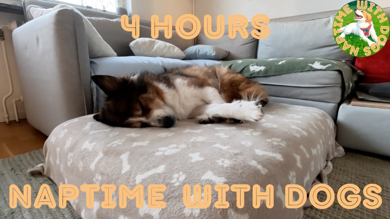 Calming 4 Hour Dog Sleep Video 💤 | Foster Dog Clara + Soft Background Music