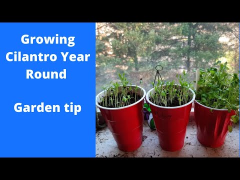 Growing Cilantro Year Round no matter your location - Garden Tip