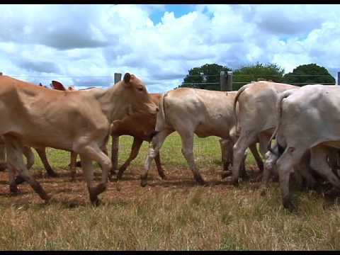 LOTE 109   35 FEMEAS 08 A 10 MESES