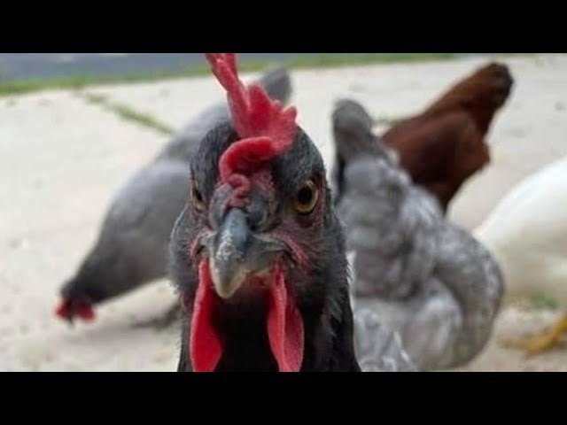 How To Tame A Rooster. 