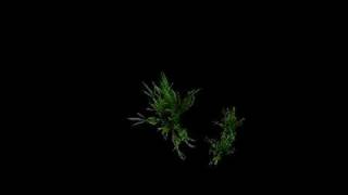 Spore-Its Just a BUSH!!!