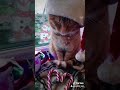 Тренды Tik tok| кот в новый год| meowy Christmas| Эти песни ищут все|