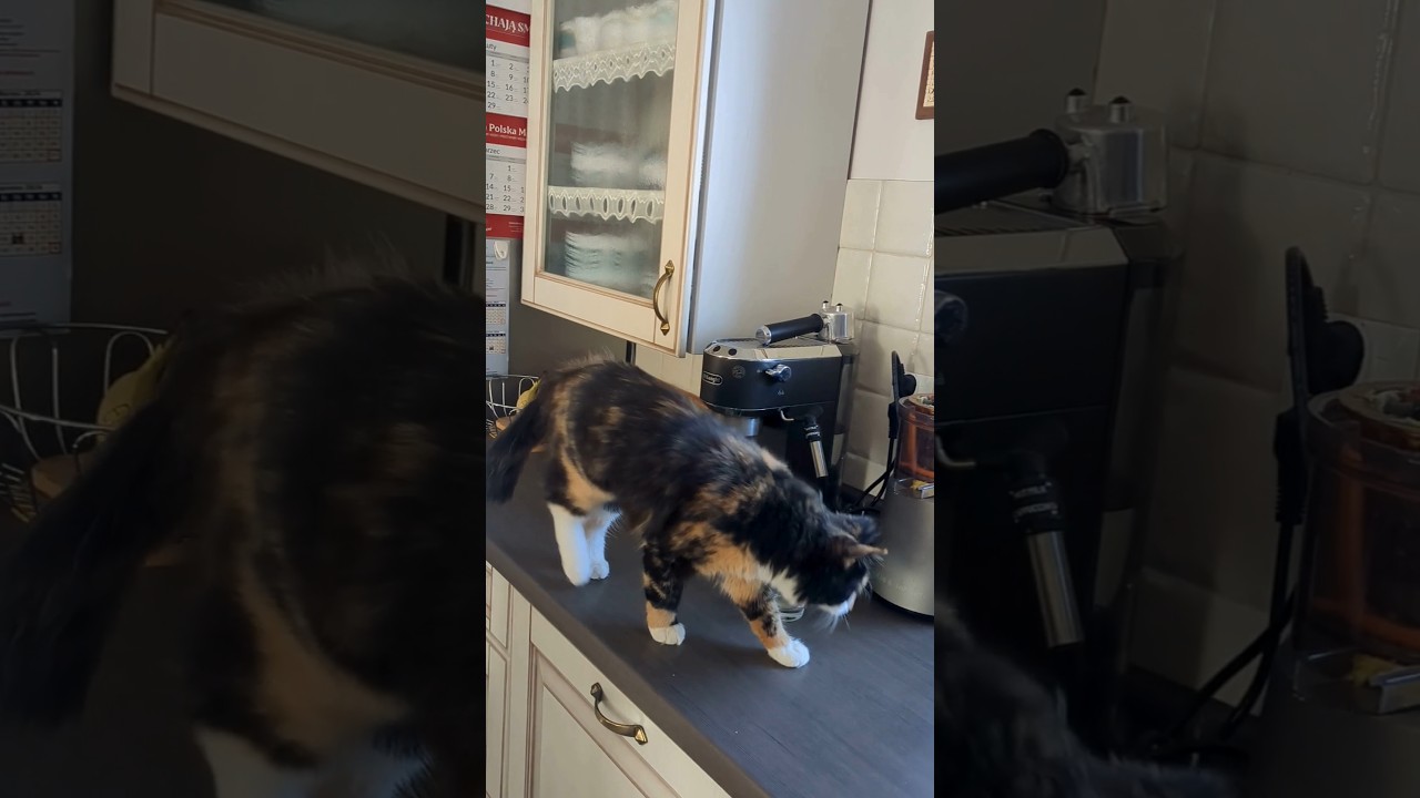 Sassy being sassy 😼 