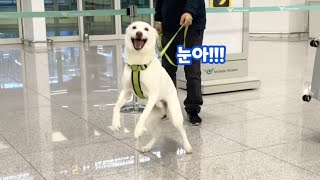 Jindodog cried after reuniting with its owners after 30 days (So touching) | Jindodog