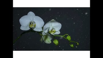 سورة الكهف كاملة بدون حقوق نشر
