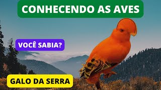 Curiosidades Sobre o GALO-DA-SERRA - Guianan Cock-of-the-rock - Brazilian Birds Singing