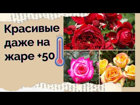 9 самых красивых и надежных роз для жаркого климата | Розы для юга