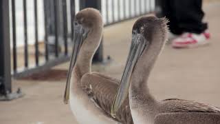 VIC3001- Module 2-Birds