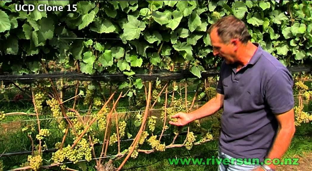 Chardonnay Clone 15 Riversun Video