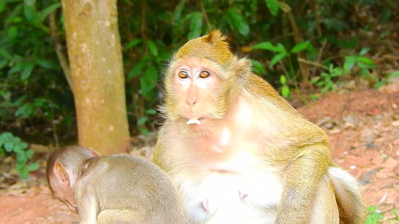 Control take care Connie by taking care of anya monkey