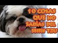 10 COSAS QUE NO SABIAS DE LOS SHIH TZU - CURIOSIDADES DE LOS SHIH TZU