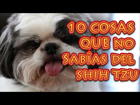 Video: Cinco hechos sobre los cachorros de Shih Tzu