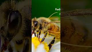 partes de una abeja 🐝 #abejas