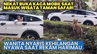 BUKAN UNTUK DITIRU! Pengunjung Buka Kaca di Kandang Harimau Demi Rekam Video