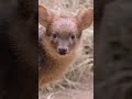 Precious petite pudu, the world's smallest deer | San Diego Zoo Safari Park #shorts